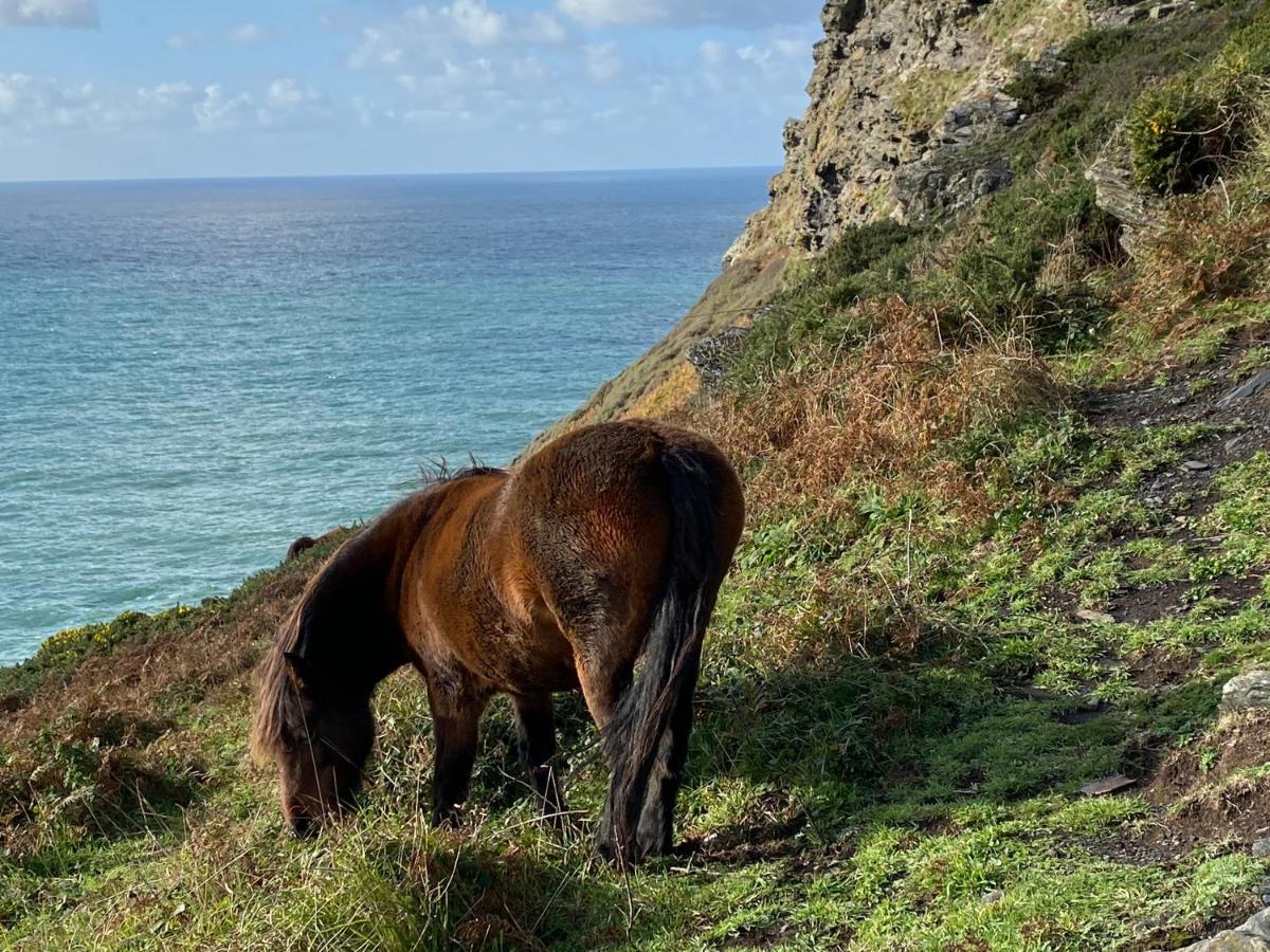 Polrunny Farm Blackberry Cottage - Cornwall Bliss In Sight Of The Sea Boscastle Extérieur photo