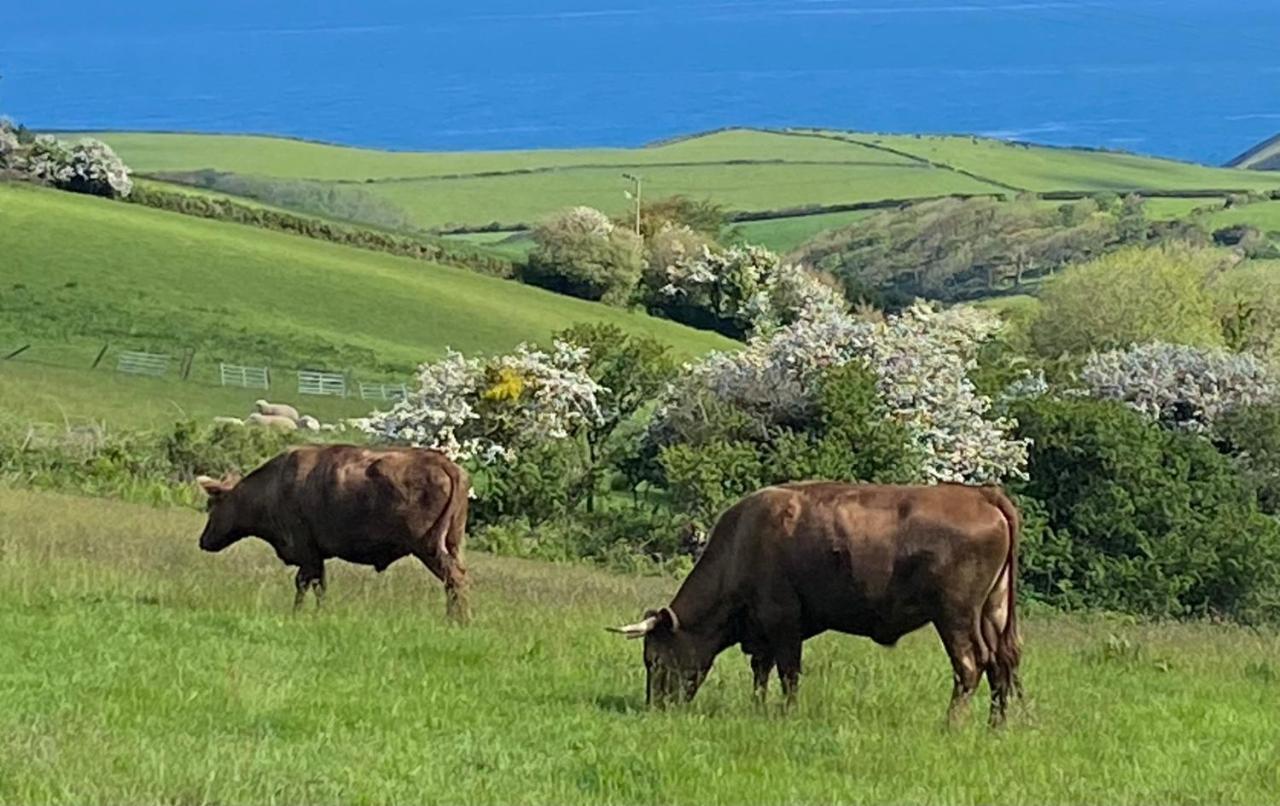 Polrunny Farm Blackberry Cottage - Cornwall Bliss In Sight Of The Sea Boscastle Extérieur photo